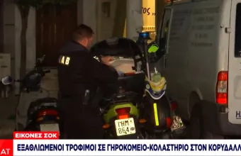 Κορυδαλλός 