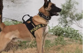 αστυνομικός σκύλος