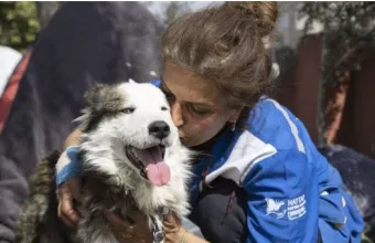 διασωθείς σκύλος, Τουρκία