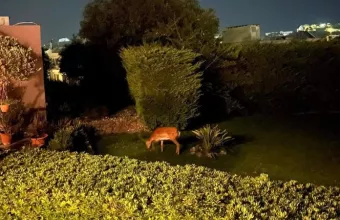 Ελάφια στη Ρόδο