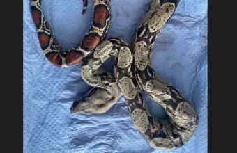 Μάστιγα η εγκατάλειψη οικόσιτων και άγριων ζώων-  Παρατημένα Φίδια και χελώνες 