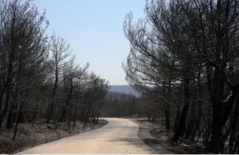 φωτιά στη Δαδιά