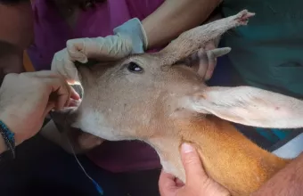 ελάφι χειρουργείο ροδιακή 