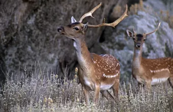 Ροδος ελαφι