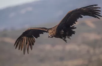 Μαυρόγυπας εν πτήσει