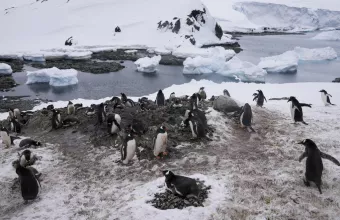 Πιγκουίνοι