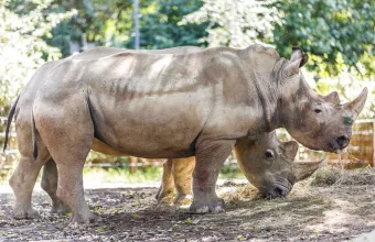 Eπιστήμονες «οπλίζουν» τα κέρατα ρινόκερων με ραδιενέργεια
