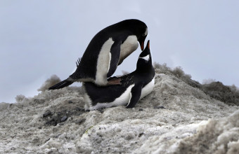 Μειώθηκε η αναπαταγωγή των πιγκουίνων
