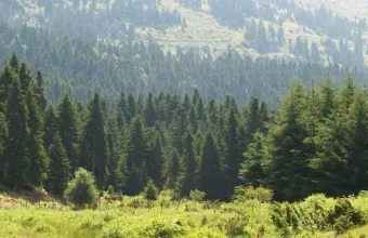 Νεκρά 47 ζώα από δηλητηριασμένα δολώματα στον Έβρο