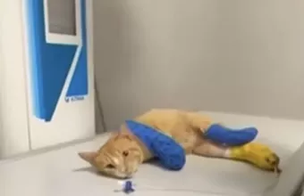 Γάτα στη Θεσσαλονίκη