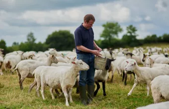 προβατα κτηνοτροφος