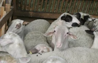 Αγριοπρόβατα