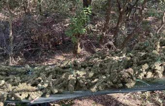 αρκαδια φυτεία 