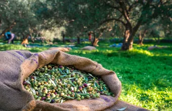 Τσουβάλι με ελιές αγρού