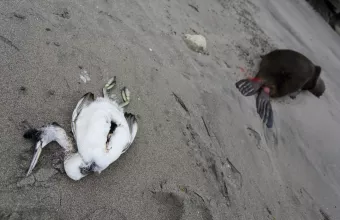 Γρίπη των πτηνών