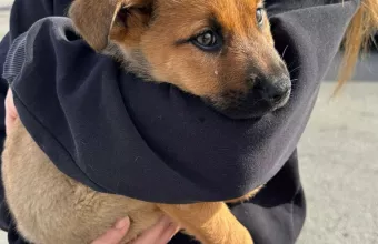 Συνεχόμενοι θάνατοι ζώων φιλοξενούμενων στο Καταφύγιο Αδεσπότων