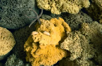 Η Κάλυμνος των σφουγγαράδων: Oι δύτες μιλούν για τις περιπέτειές τους