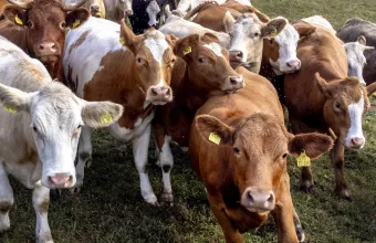 Αφθώδης πυρετός