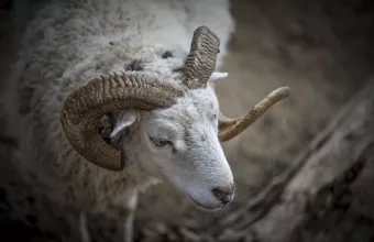 κριάρι με μεγάλα κέρατα
