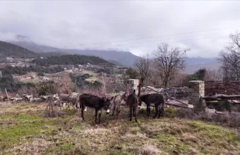 Φάρμα γαϊδούρας