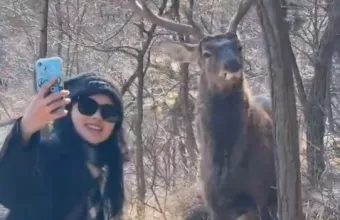 Ελάφι ποζάρει για selfie – Viral βίντεο