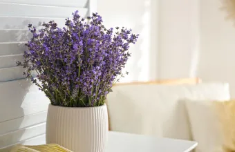 Λεβάντα: Οι λόγοι που την κάνουν τόσο πολύτιμη