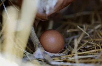 Γρίπη των πτηνών