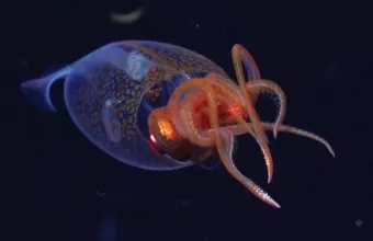 «κολοσσιαίο καλαμάρι»