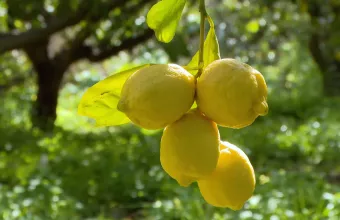 Λεμονοδάσος