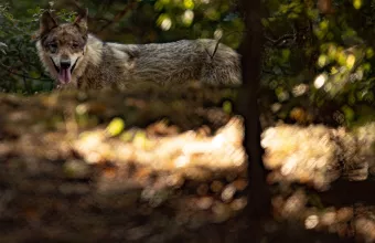 Πάρνηθα: Απόφαση-σταθμός για τους λύκους