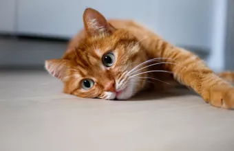 Γάτα πορτοκαλί ξαπλωμένη