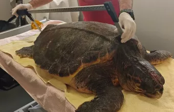 χελώνα Γκίμλι