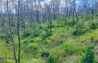 Δασός Δαδιάς φύση