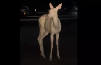 ΗΠΑ: Ένα σπάνιο πλάσμα καταγράφηκε σε κάμερα από οδηγό στις 4 π.μ.