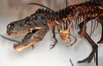 Δεινόσαυρος σκελετός έκθεμα