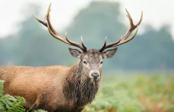 Κόκκινο ελάφι