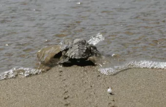 αρχελων καρεττα καρεττα 