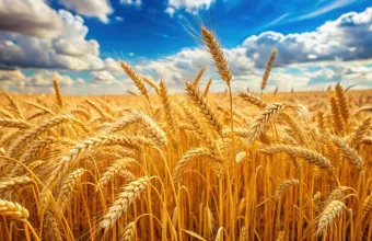 Τα χωράφια των θαυμάτων και το "παιχνίδι" των επιδοτήσεων