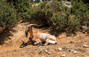 Κρήτη: Άπληστο κρι κρι επιδράμει σε παραλία και πίνει mojito – Δείτε βίντεο
