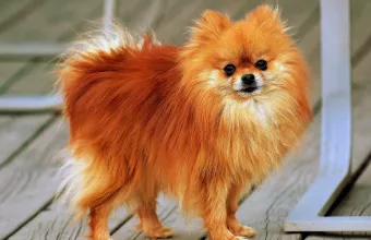 ΗΠΑ: Σκύλος αντιμετωπίζει «αρκούδα εισβολέα» σε ένα σπίτι στις ΗΠΑ