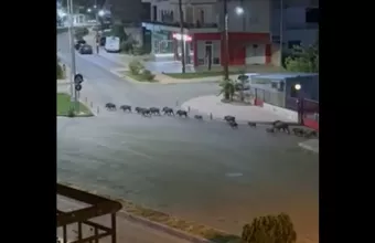 Λιβαδειά: 20 αγριογούρουνα στο κέντρο της πόλης
