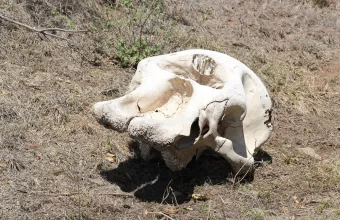 Καισάρεια Τουρκίας: Εντοπίστηκαν κρανία ελεφάντων 7,7 εκατομμυρίων ετών σε αρχαιολογικές ανασκαφές