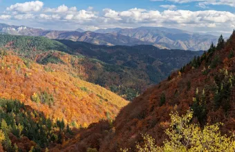 Δάσος Ελατιάς