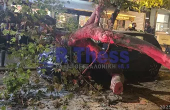 δέντρο Τούμπα