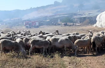 Αιγοπρόβατα