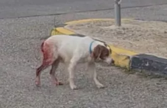 Κακοποιημένος σκύλος