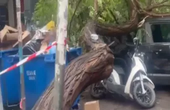 Πτώση δέντρου