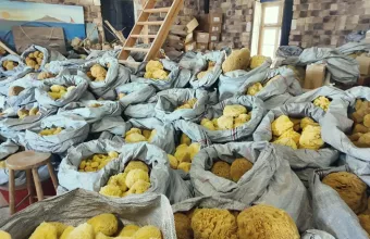 σφουγγαράδες