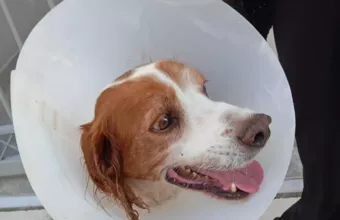 σκυλάκι στην Ηλεία