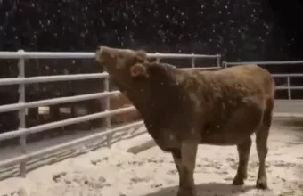 αγελαδιτσα